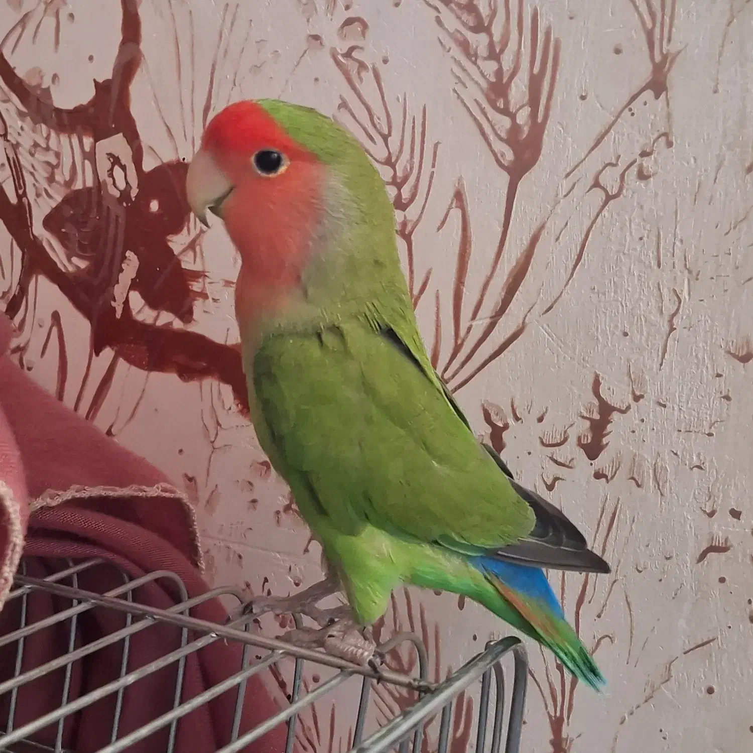 طوطی برزیلی|پرنده|دزفول, |دیوار