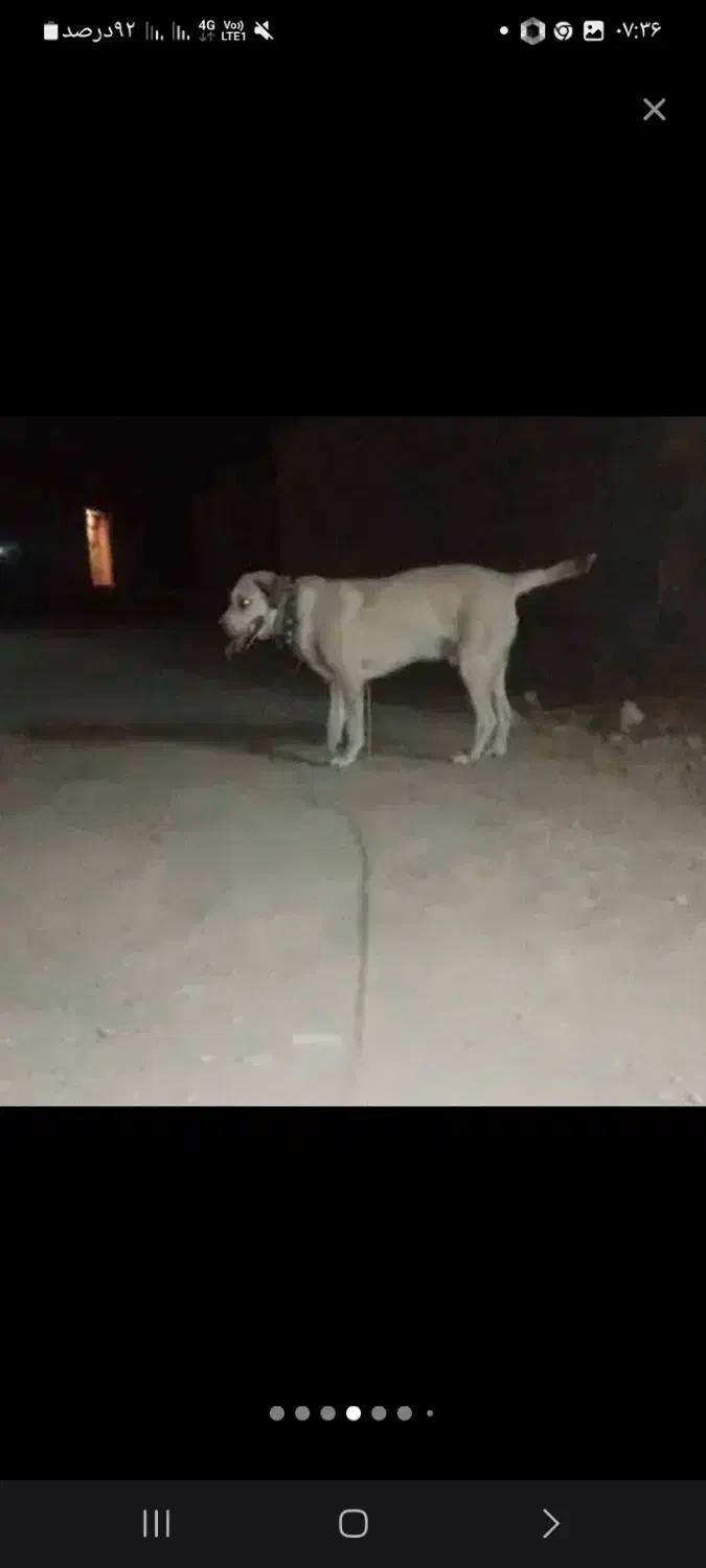 سگ سرابی نرگلهی وپرقدرت|سگ|مشهد, درزآب|دیوار