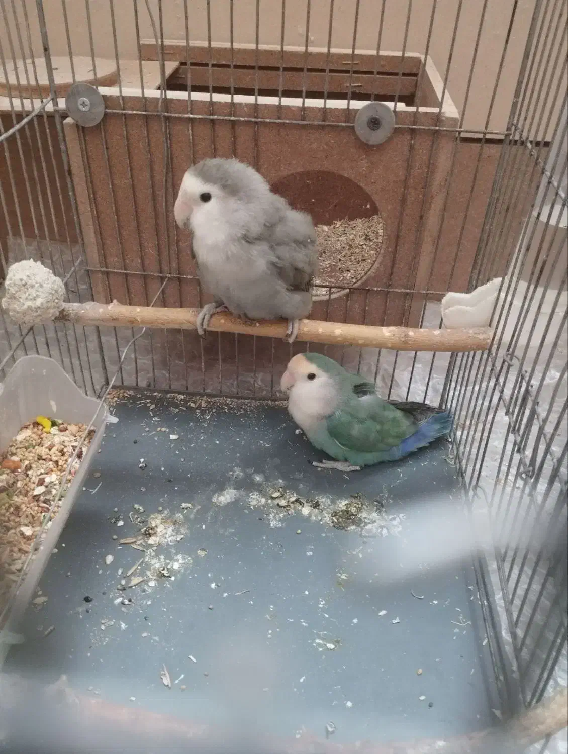 چهار تا طوطی برزیلی زیبا وبازیگوش|پرنده|بهار, |دیوار