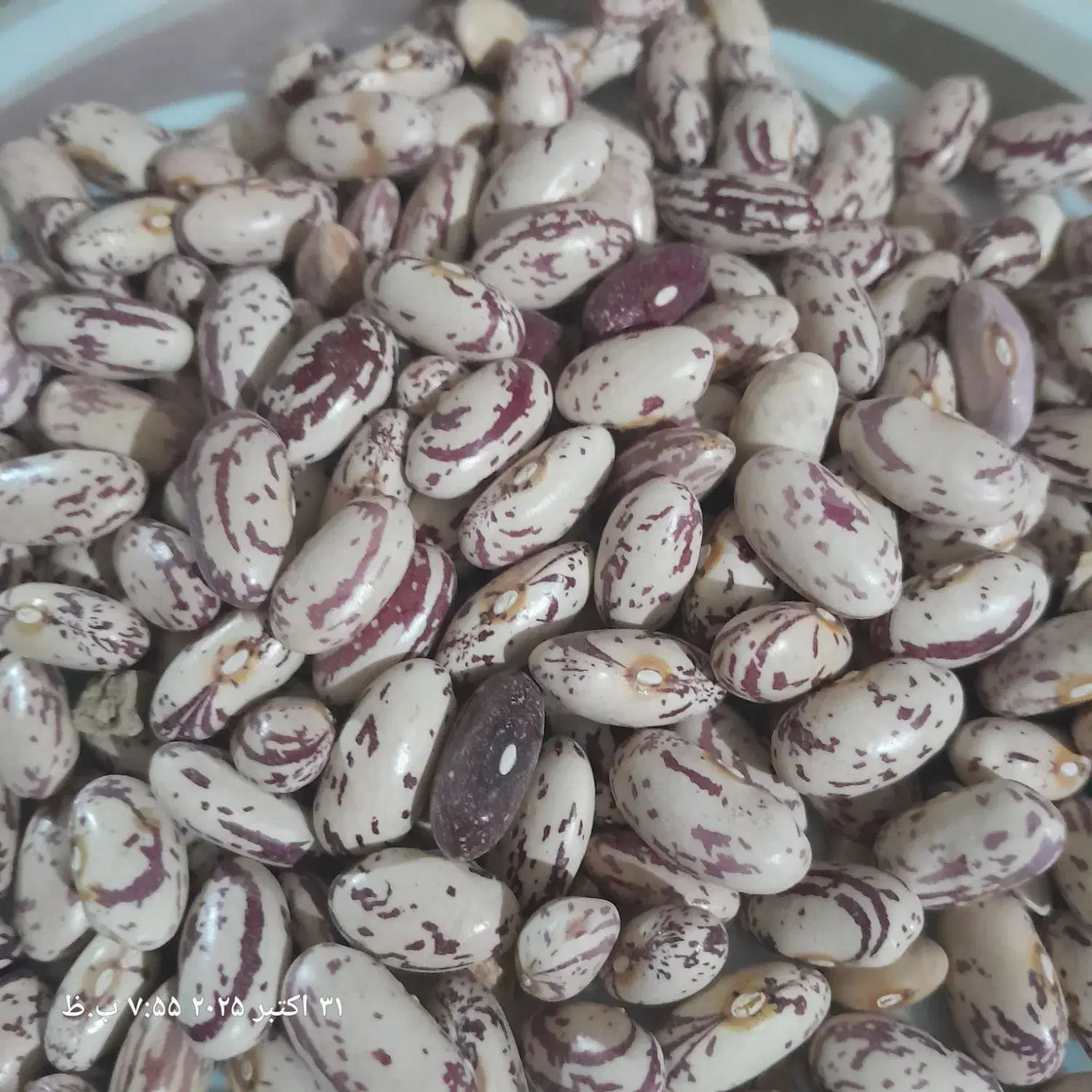 لوبیا چیتی|خوردنی و آشامیدنی|سردرود, |دیوار