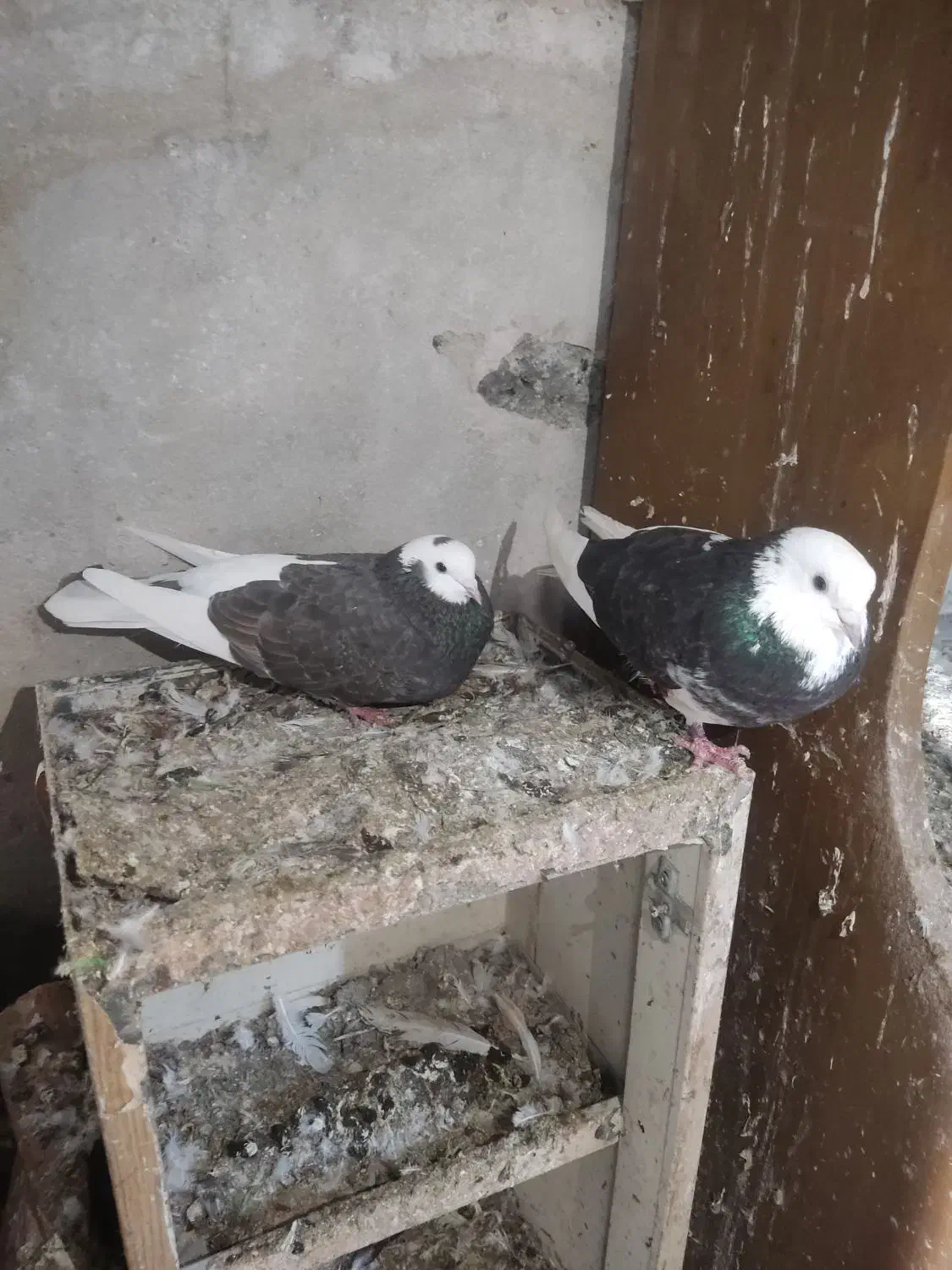 کبوتر|پرنده|کیاشهر, |دیوار