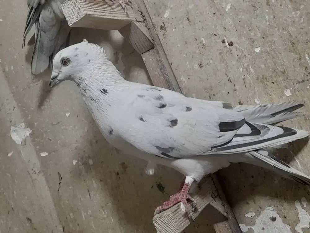 پلاکی|پرنده|شیراز, شهرک گلستان|دیوار