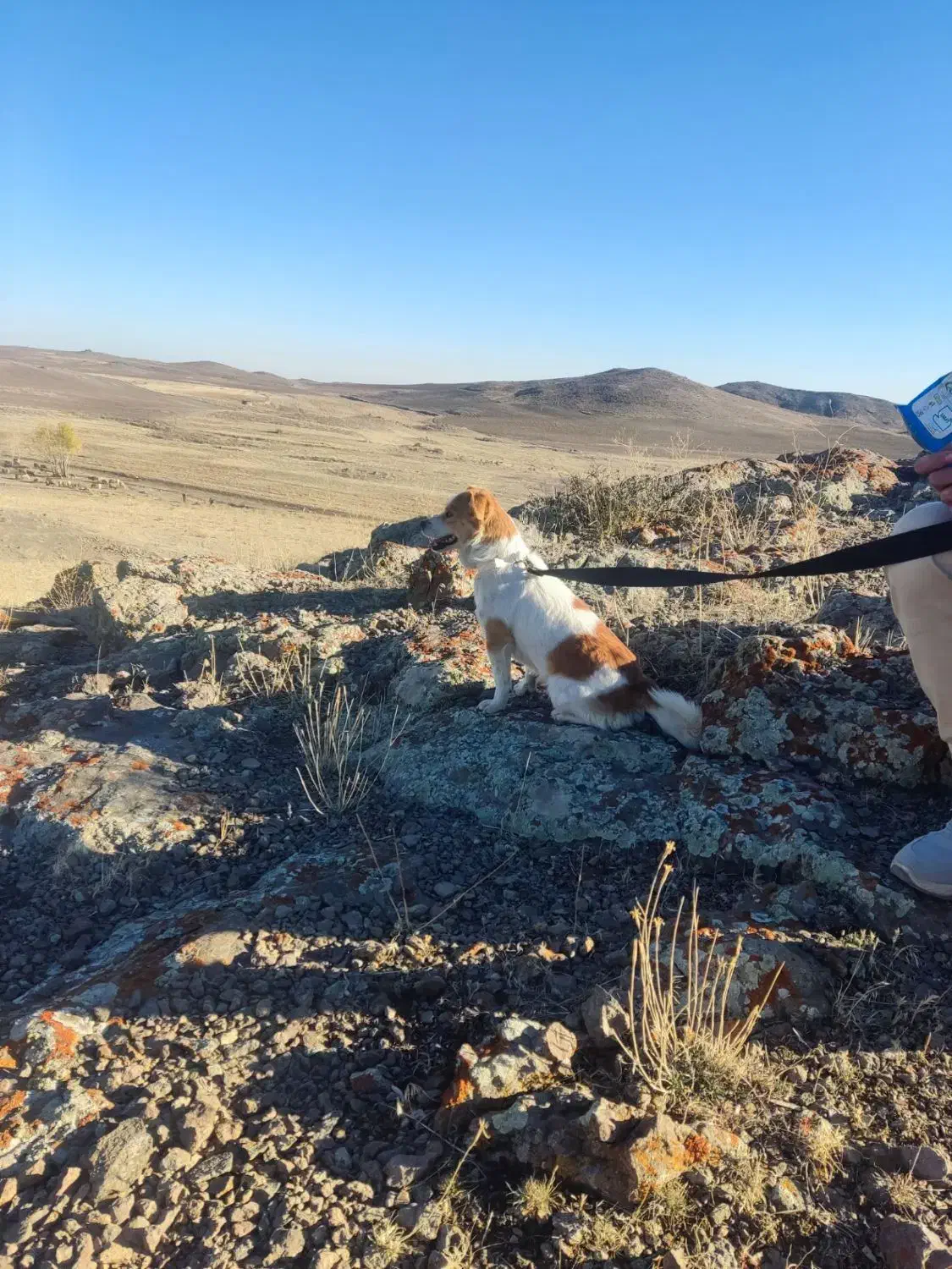 سگ پاکوتا|سگ|اردبیل, |دیوار