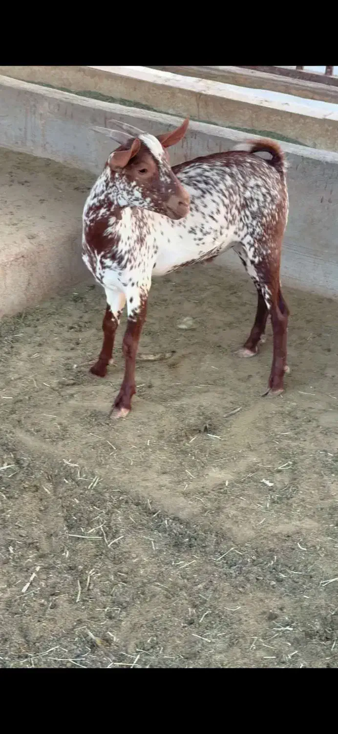 جنس ناب|حیوانات مزرعه|تهران, دستغیب|دیوار