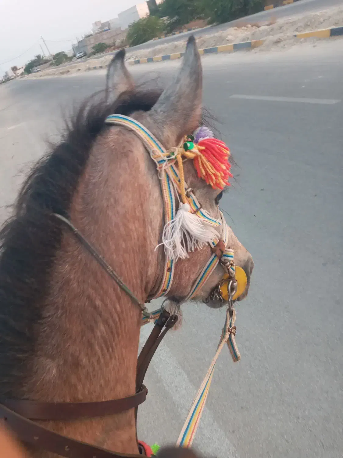 اسب|اسب و تجهیزات اسبسواری|بندر کنگان, |دیوار