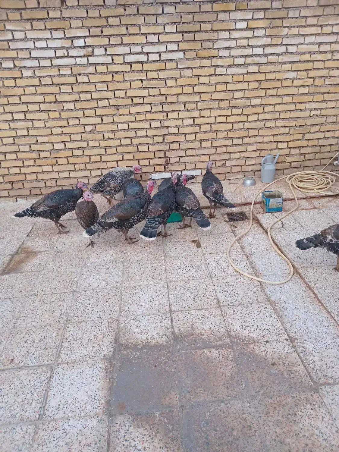 بوقلمون ماده|حیوانات مزرعه|اندیمشک, |دیوار