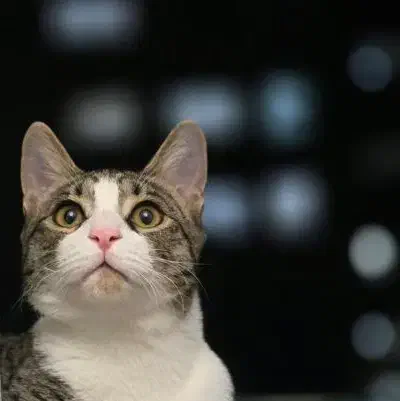 گربه گمشده|حیوانات|اندیشه, اندیشه فاز ۳|دیوار