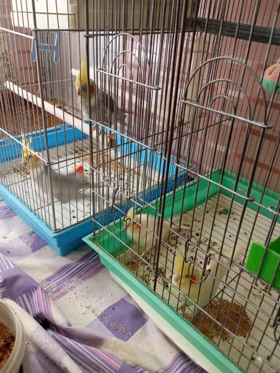 عروس هلندی|پرنده|سنقر, |دیوار