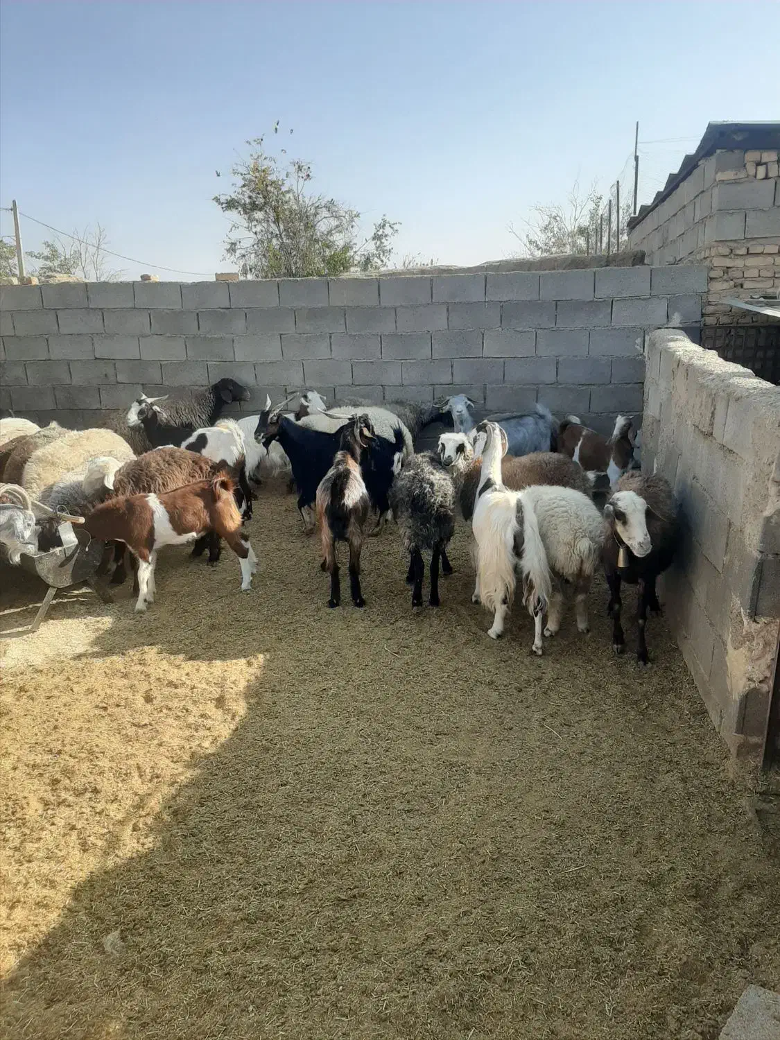 میش و بز|حیوانات مزرعه|اقلید, |دیوار