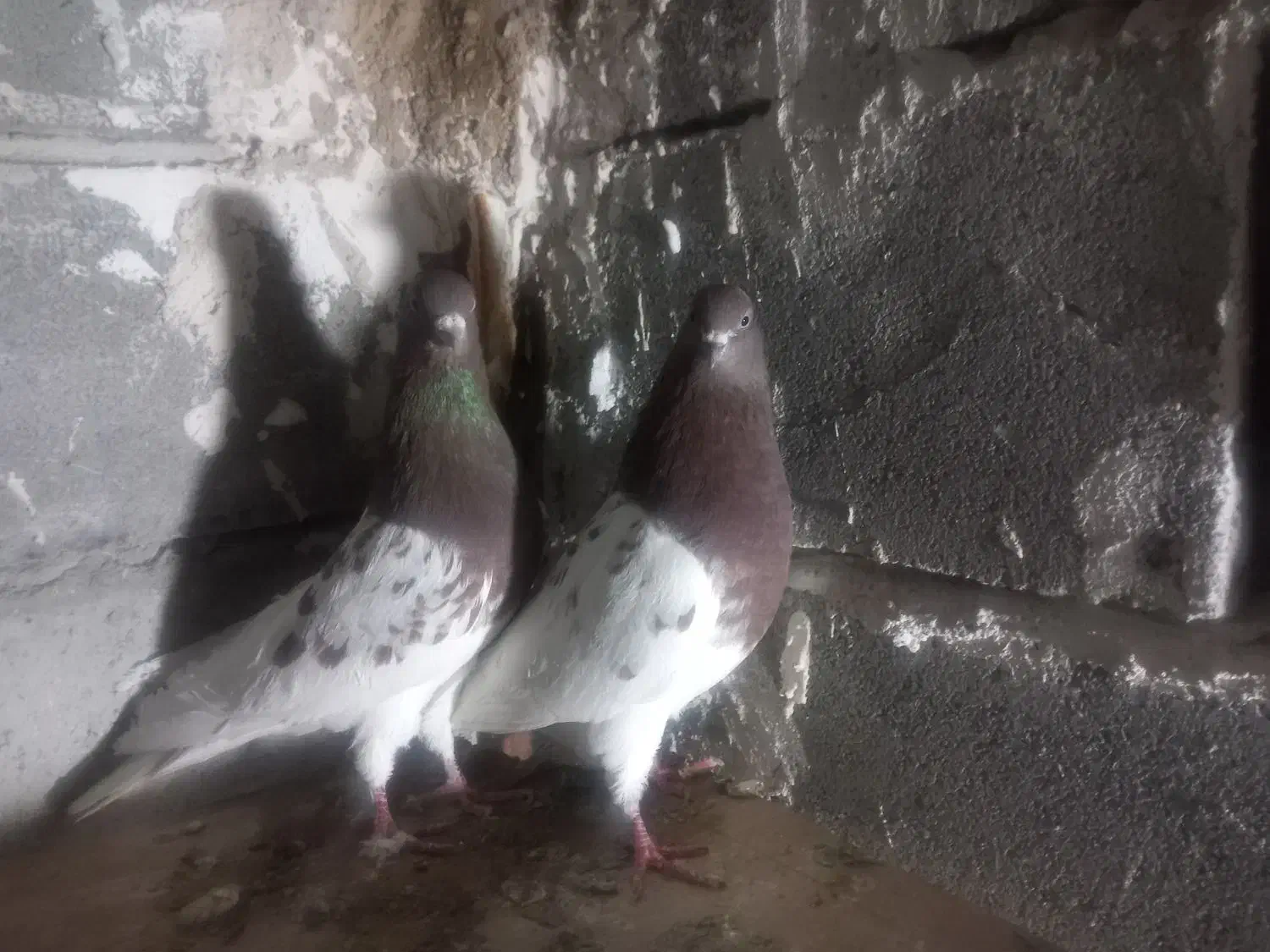 کبوتر|پرنده|تبریز, |دیوار