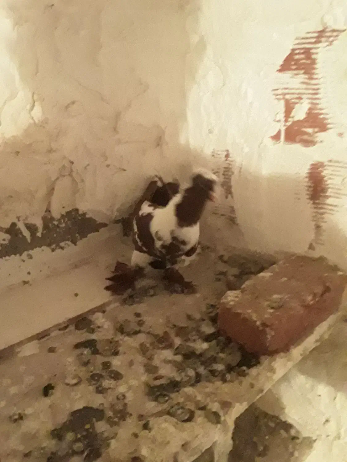 ککلی دوعدد|پرنده|اردبیل, |دیوار