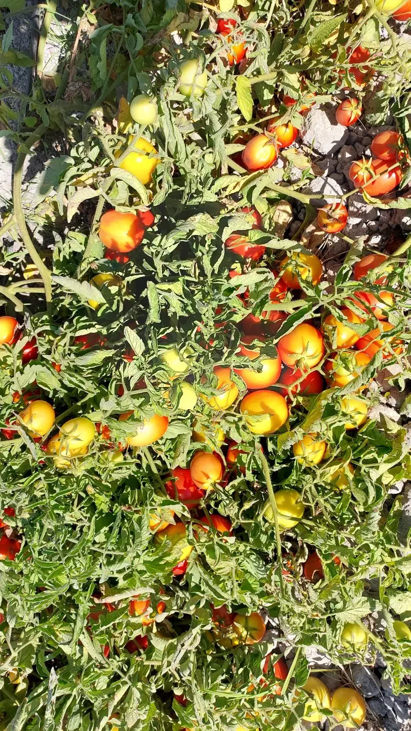 زمین جهت کشت گوجه و برنج|اجارهٔ دفتر صنعتی، کشاورزی، تجاری|درودزن, |دیوار