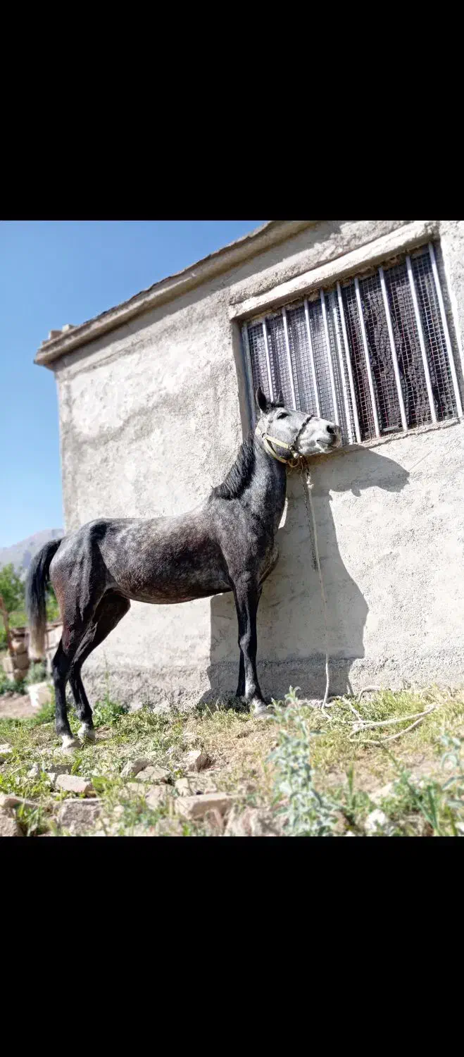 مادیان کرد 5سال|اسب و تجهیزات اسبسواری|شهرکرد, |دیوار