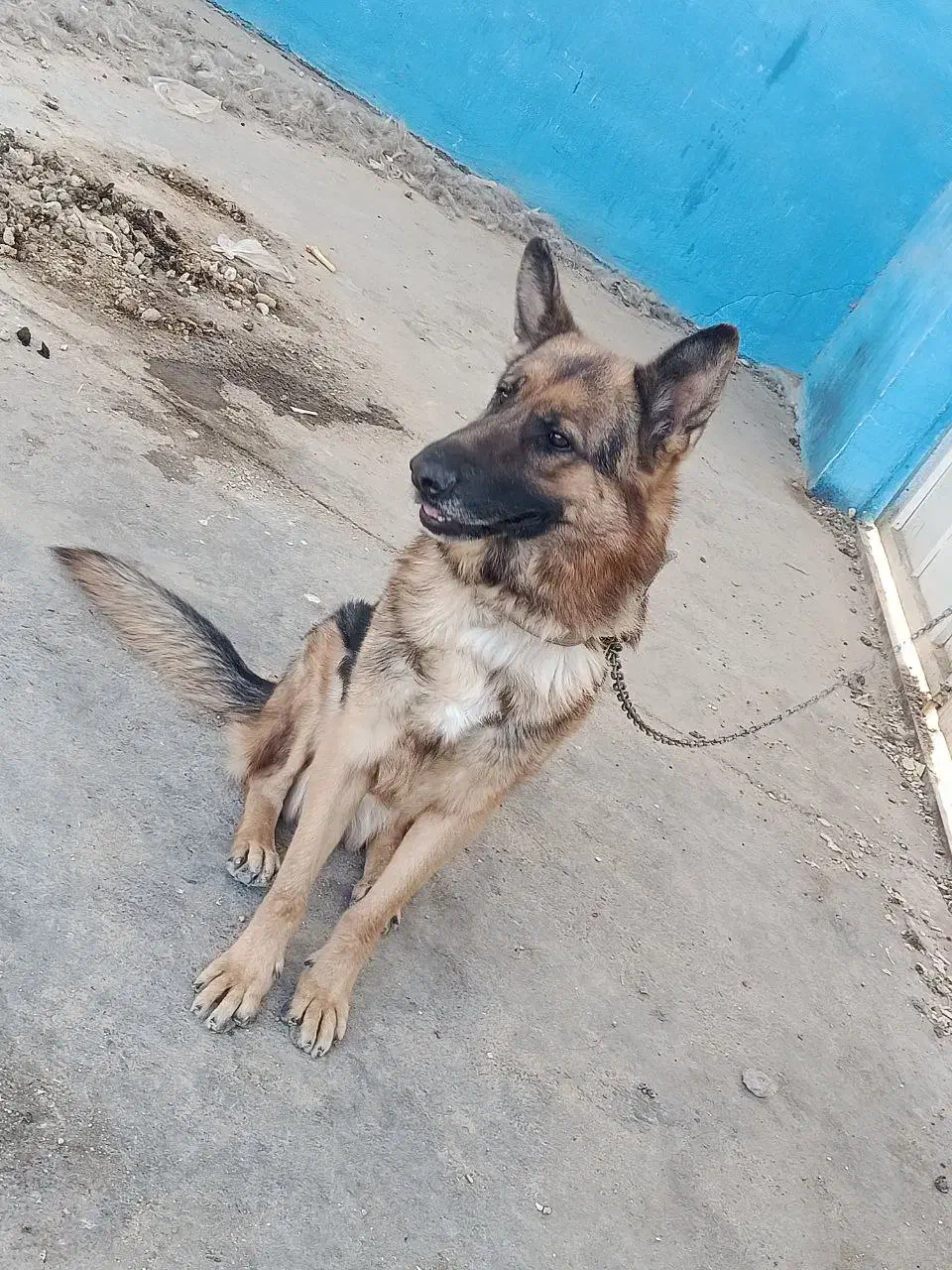 سگ ژرمن|سگ|گناباد, |دیوار