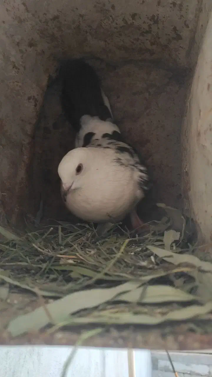 کبوتر گمشده|پرنده|لردگان, |دیوار