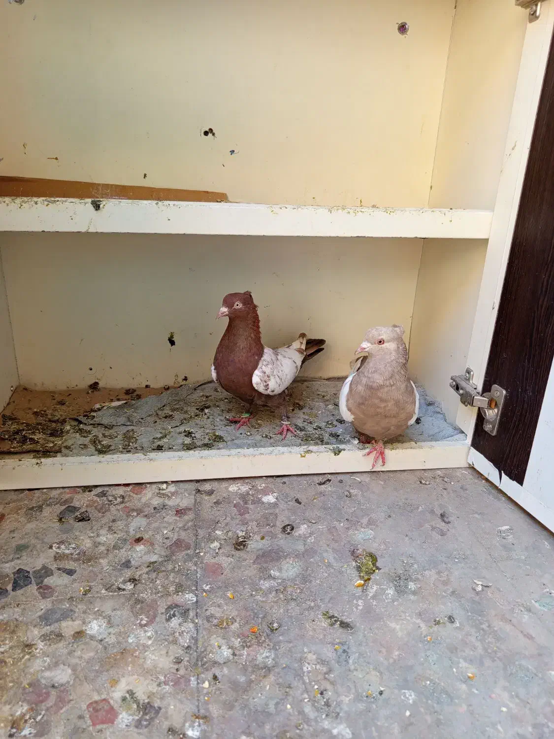 کبوتر سینه ای چندجفت|پرنده|کرج, اخگرآباد|دیوار