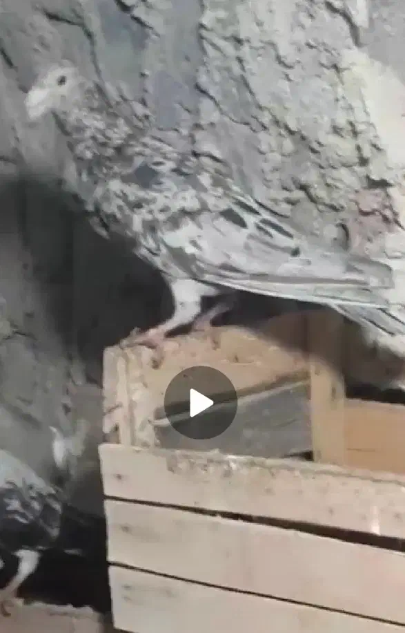 کبوتر سرور نامور|پرنده|دلبران, |دیوار