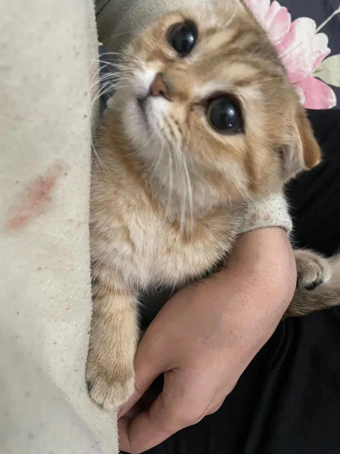 گربه اسکاتیش خاص ماده|گربه|ری, شهرک نظامی|دیوار