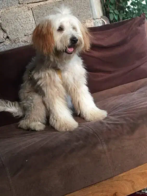 سگ  شیتزو|سگ|لشت نشا, |دیوار