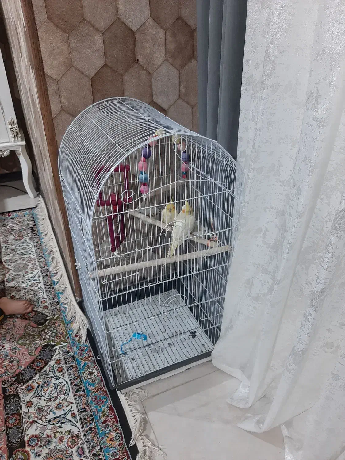 عروس هلندی چهارماهه دستی|پرنده|هشتگرد, شهرک پارسیان|دیوار