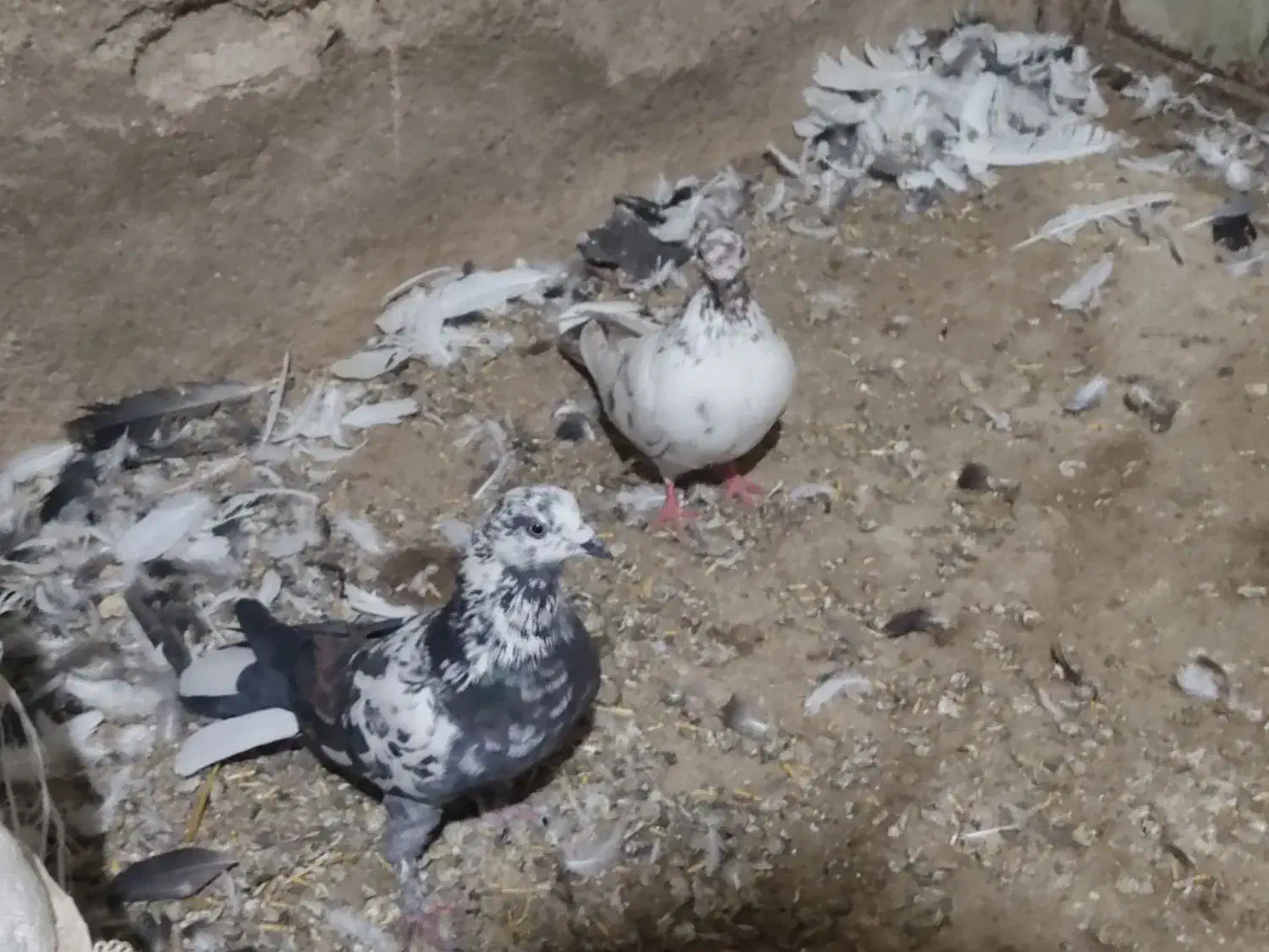 کفتر بلند گرد|پرنده|کبودرآهنگ, |دیوار