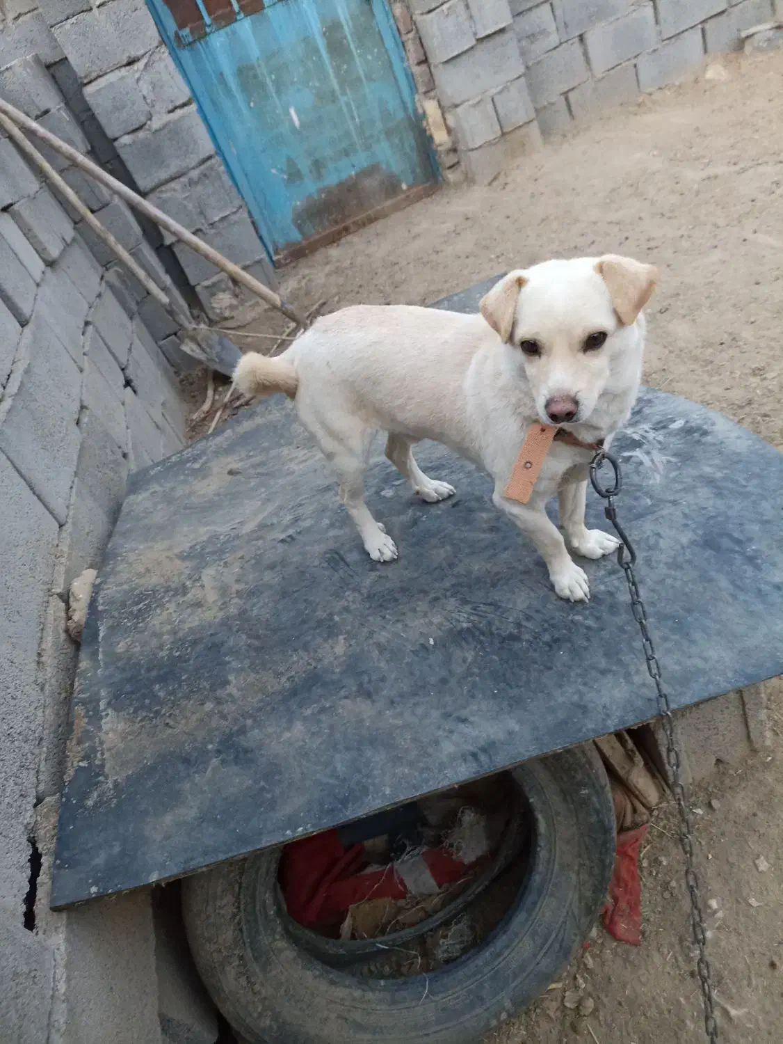 پاپی با مزه|سگ|خواف, |دیوار