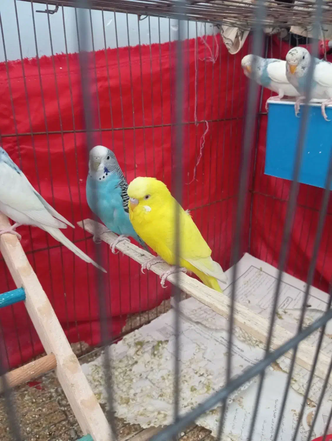 فروشی|پرنده|سیرجان, |دیوار