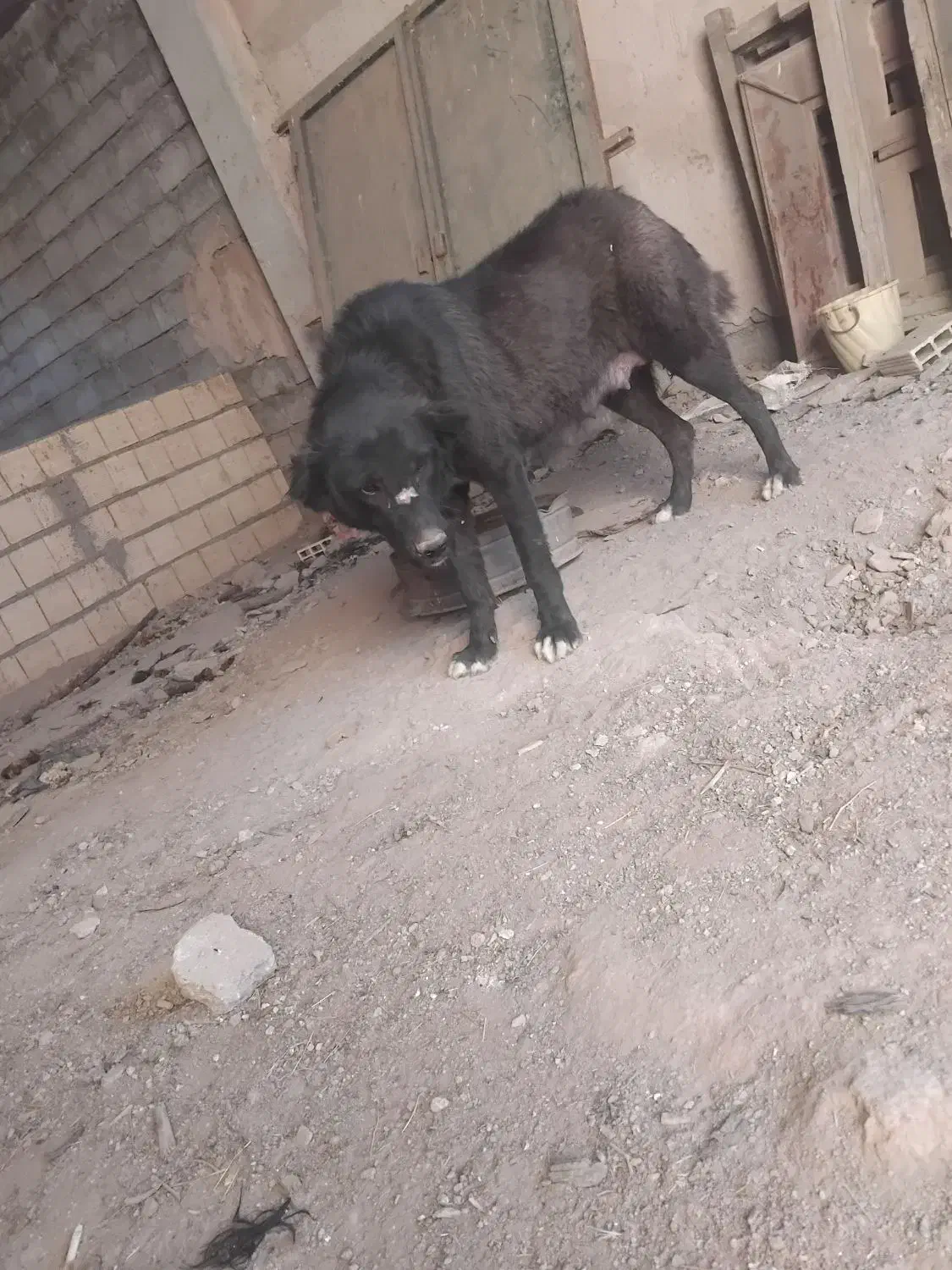 لاس قدرجونی|سگ|داران, |دیوار