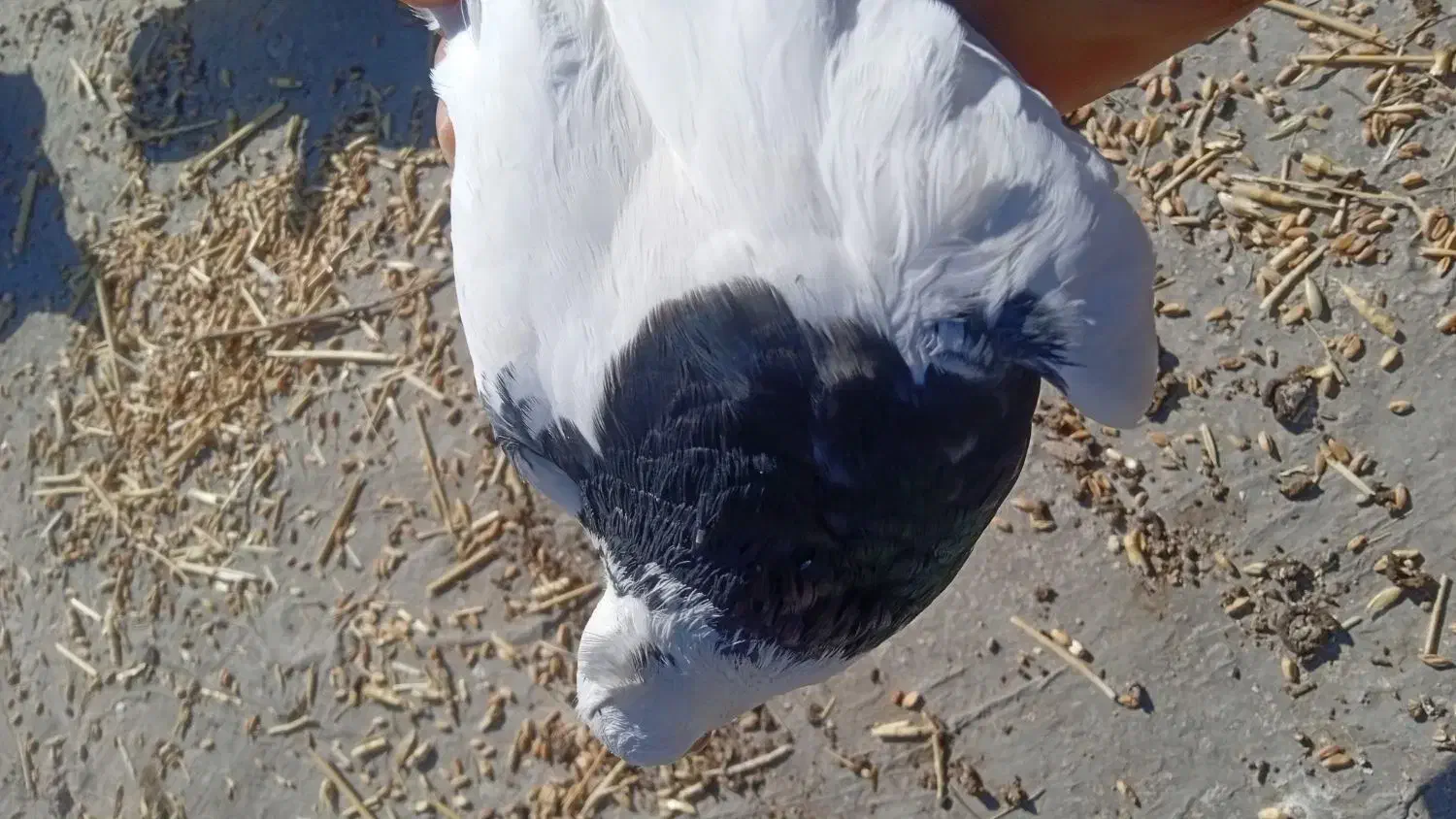 کبوتر|پرنده|دهدشت, |دیوار