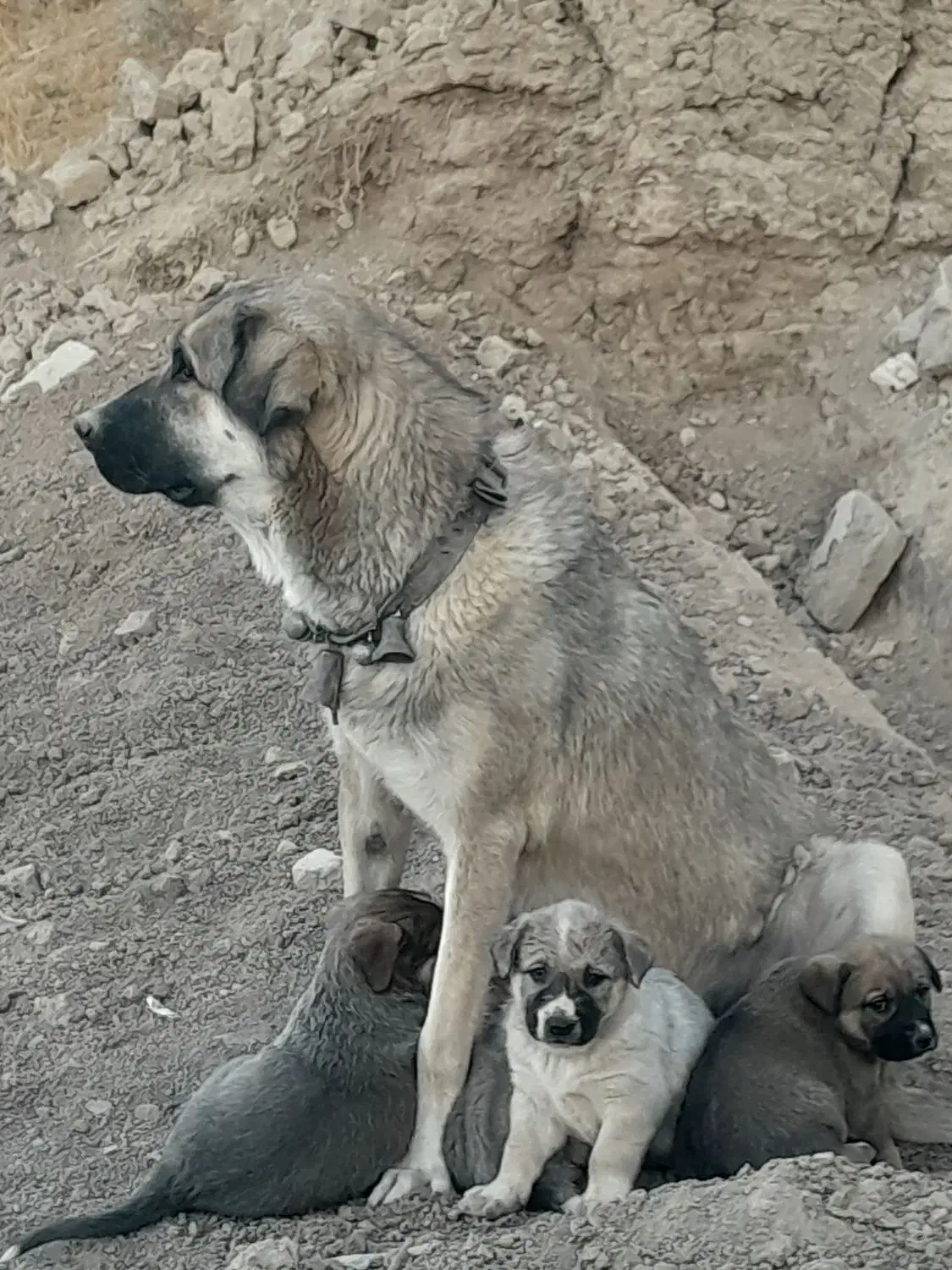 سگ پژدر|سگ|اراک, |دیوار