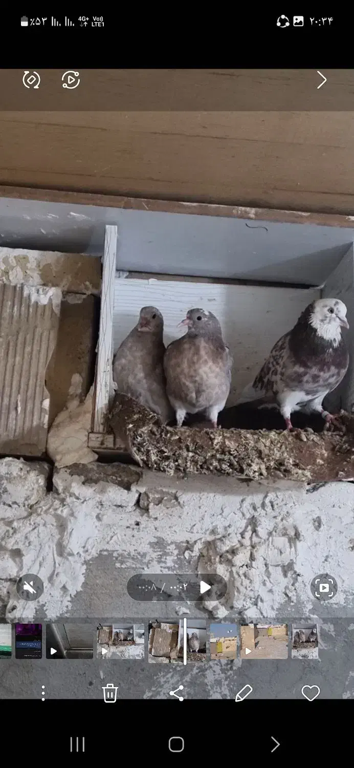 قیمت مقطوع مقطوع|پرنده|قرچک, زیبا شهر|دیوار