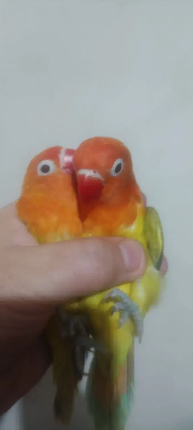 طوطی برزیلی یوینگ یک جفت|پرنده|ری, دولت‌آباد|دیوار