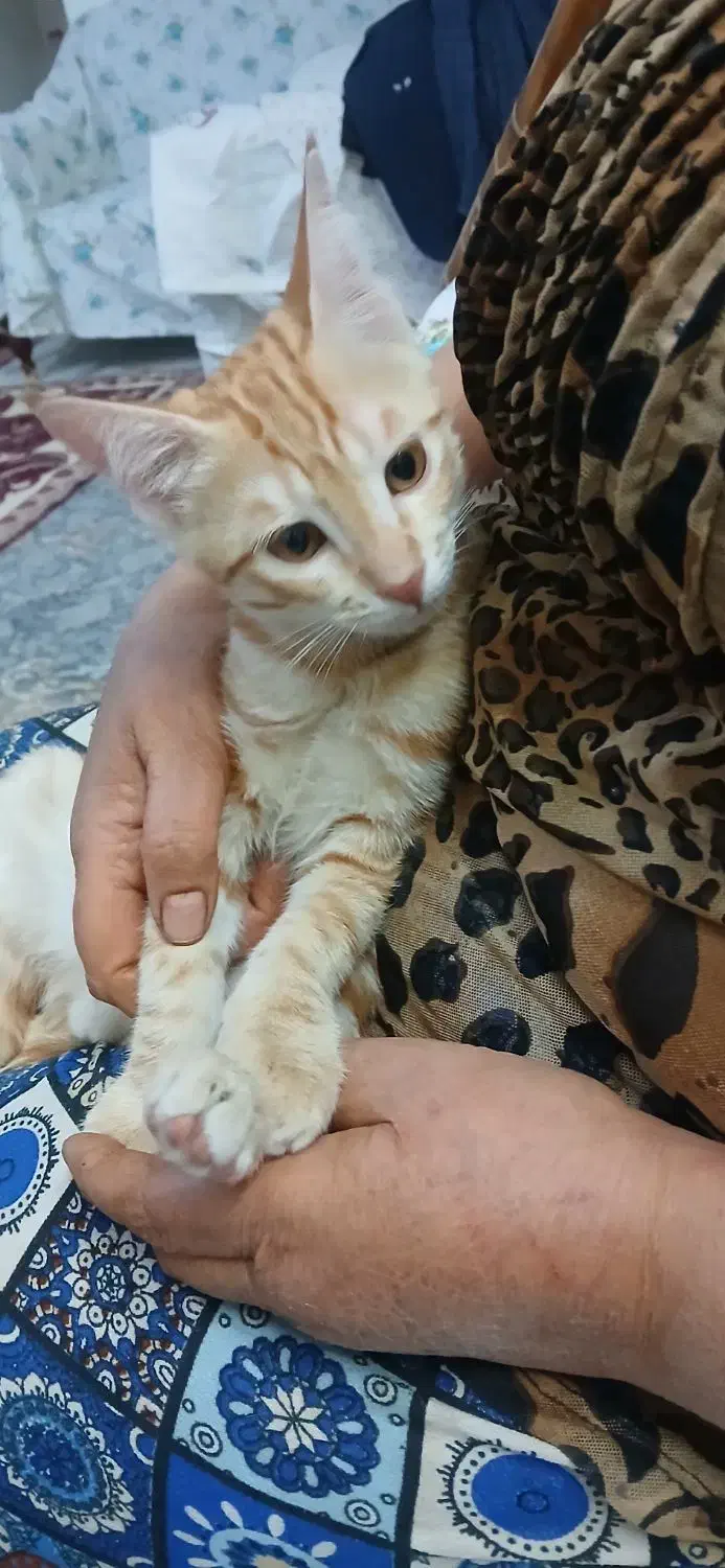 گربه تازه رفته تو ۳ماه|گربه|ساوه, |دیوار