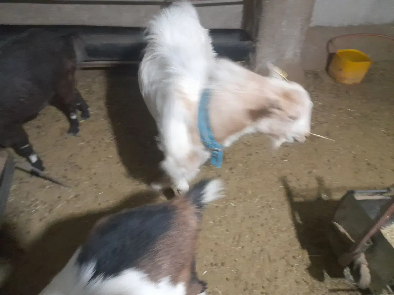 کهره نر سانن دورگ|حیوانات مزرعه|هامون, |دیوار