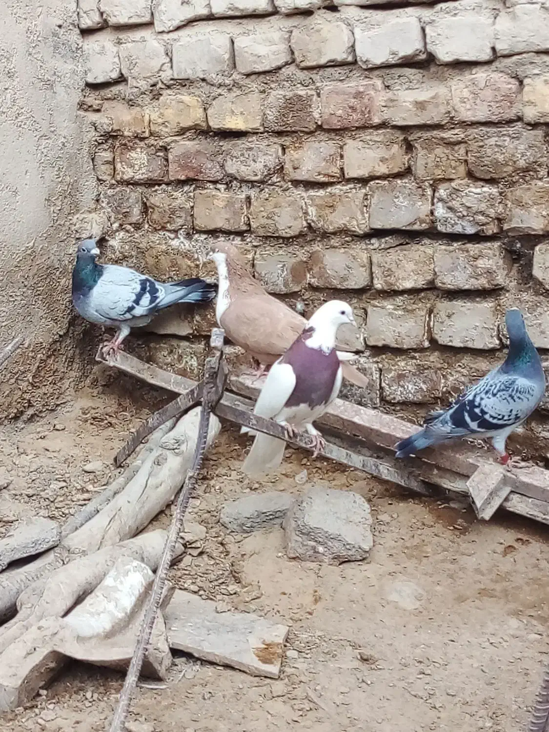 پرنده|پرنده|صابری, |دیوار