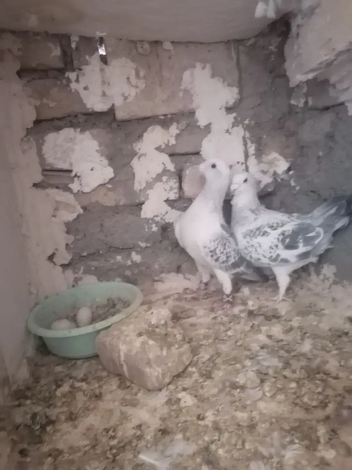 پرنده. کبوتر. نروماده. شامی|پرنده|تربت‌حیدریه, آسایش|دیوار