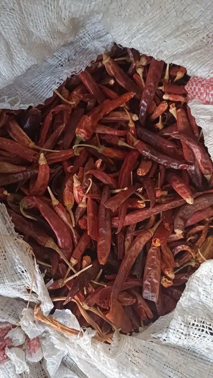 فلفل خشک، فلفل قرمز ، فلفل شاخ بزی، فلفل تند|عمدهفروشی|داراب, |دیوار