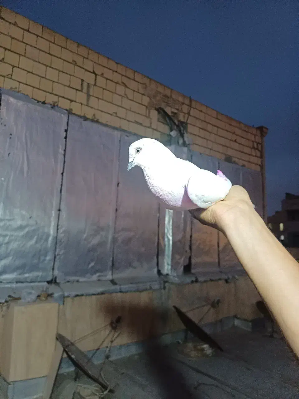 کفتر زیر کت رنگی پاپر گمشده|حیوانات|فردوسیه, |دیوار