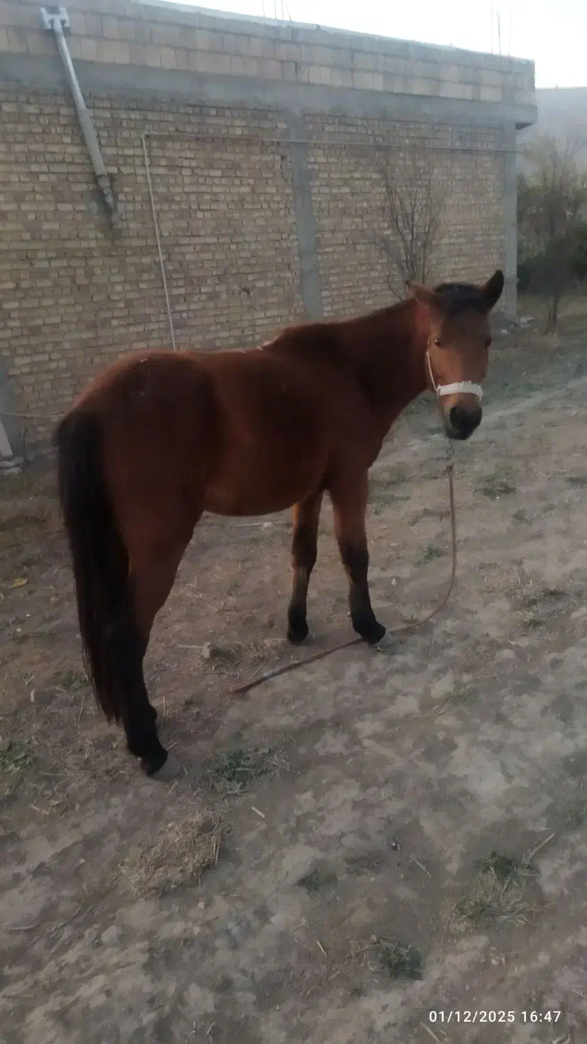 اسب مادیان فروشی|اسب و تجهیزات اسبسواری|گنبد کاووس, |دیوار