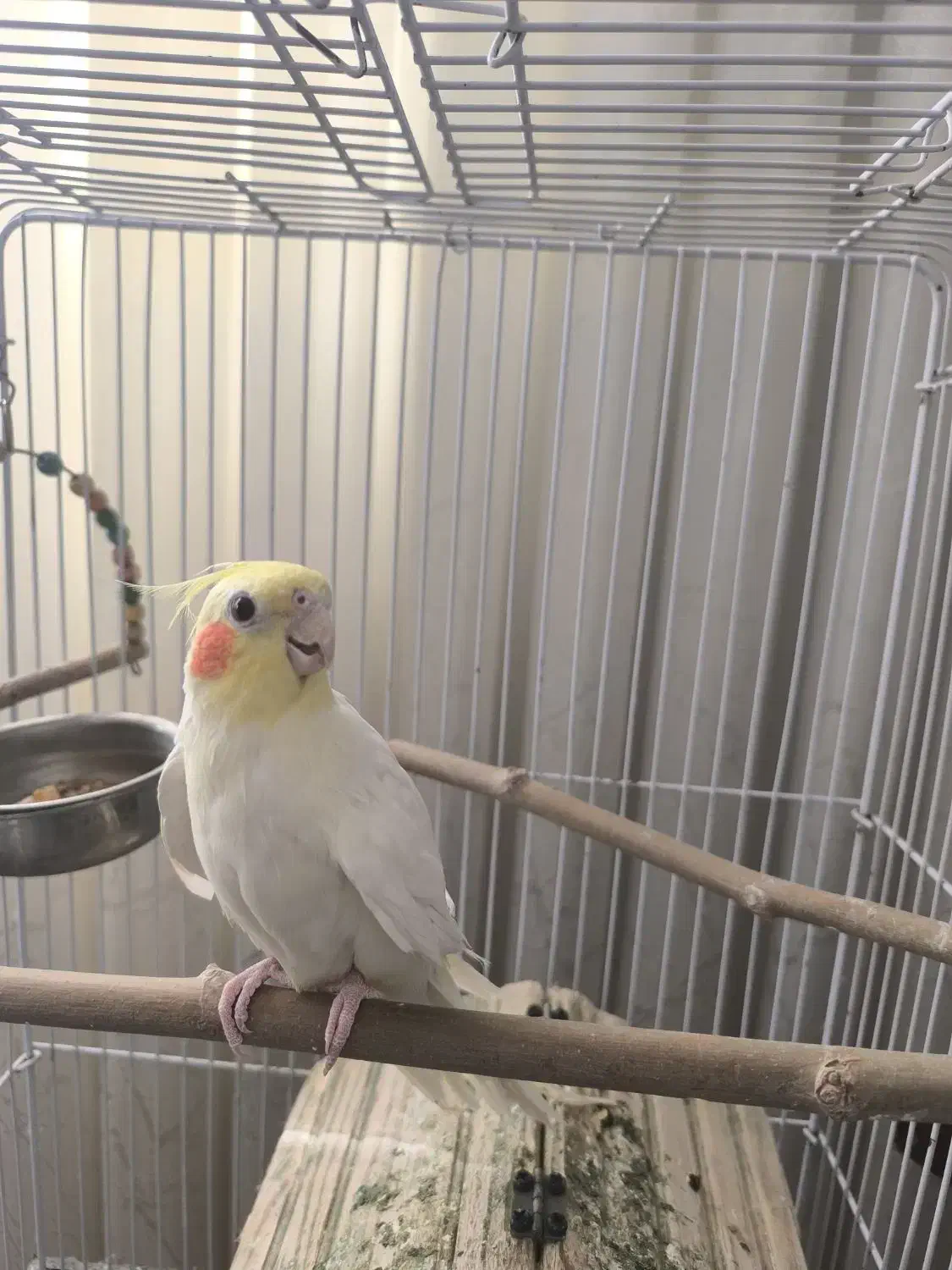 عروس هلندی لوتینو|پرنده|بجنورد, |دیوار