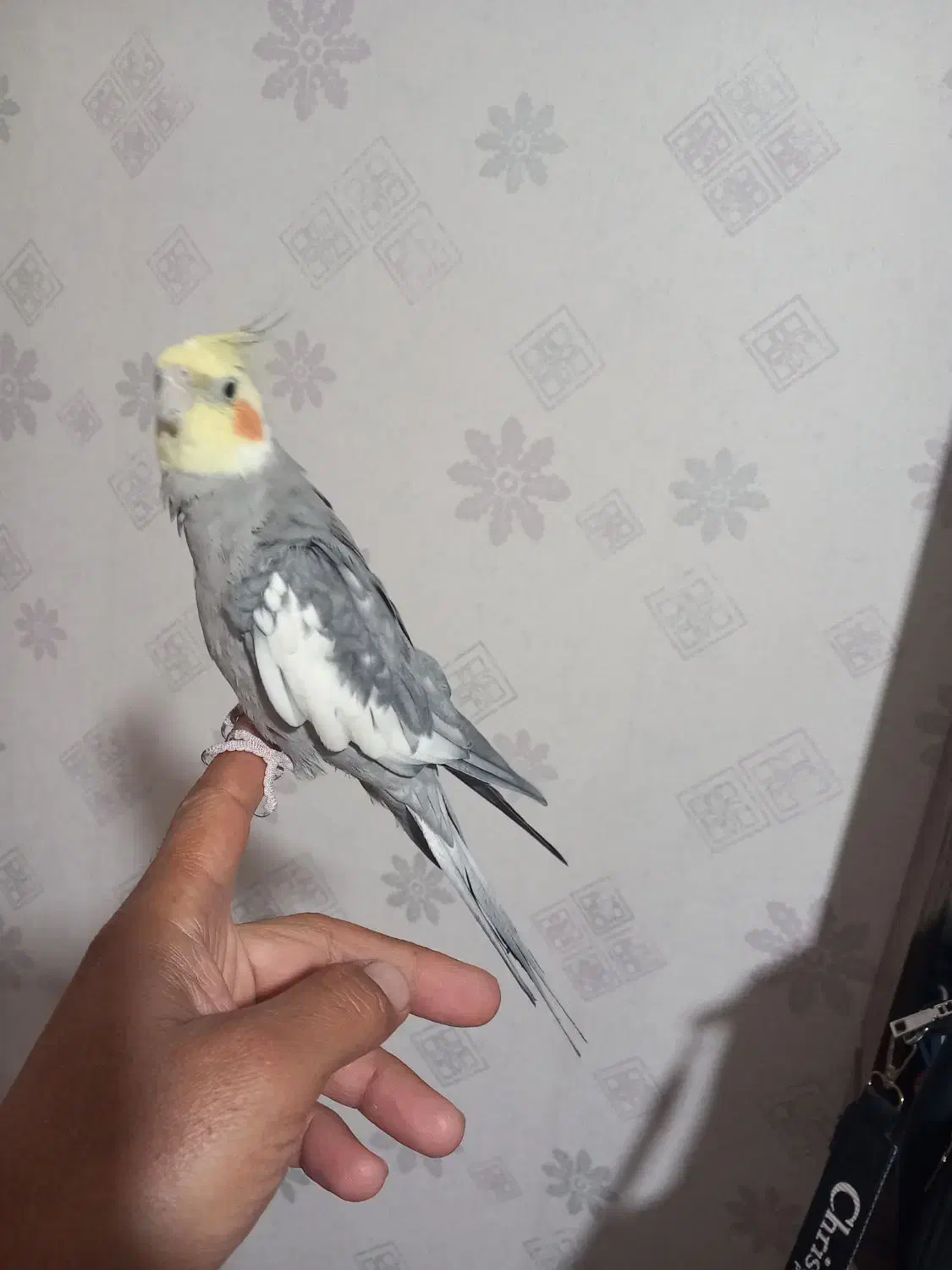 عروس هلندی نر همراه قفس|پرنده|ری, شهرک نظامی|دیوار