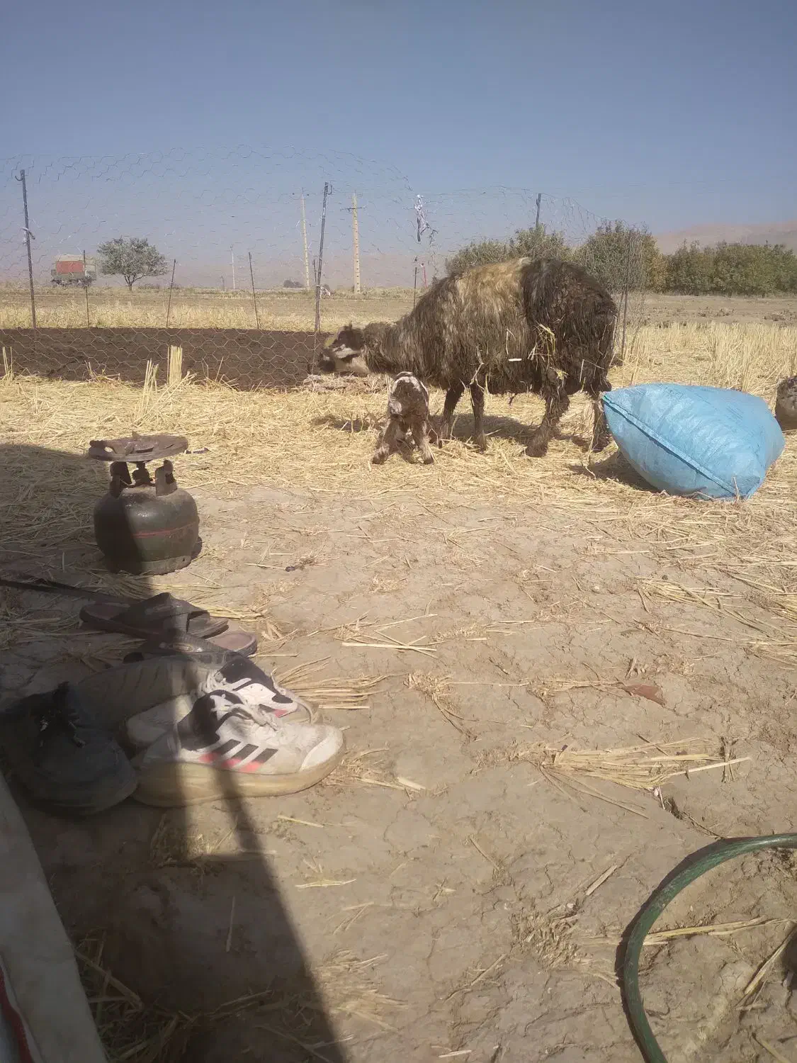 میش و بره|حیوانات مزرعه|دورود, |دیوار