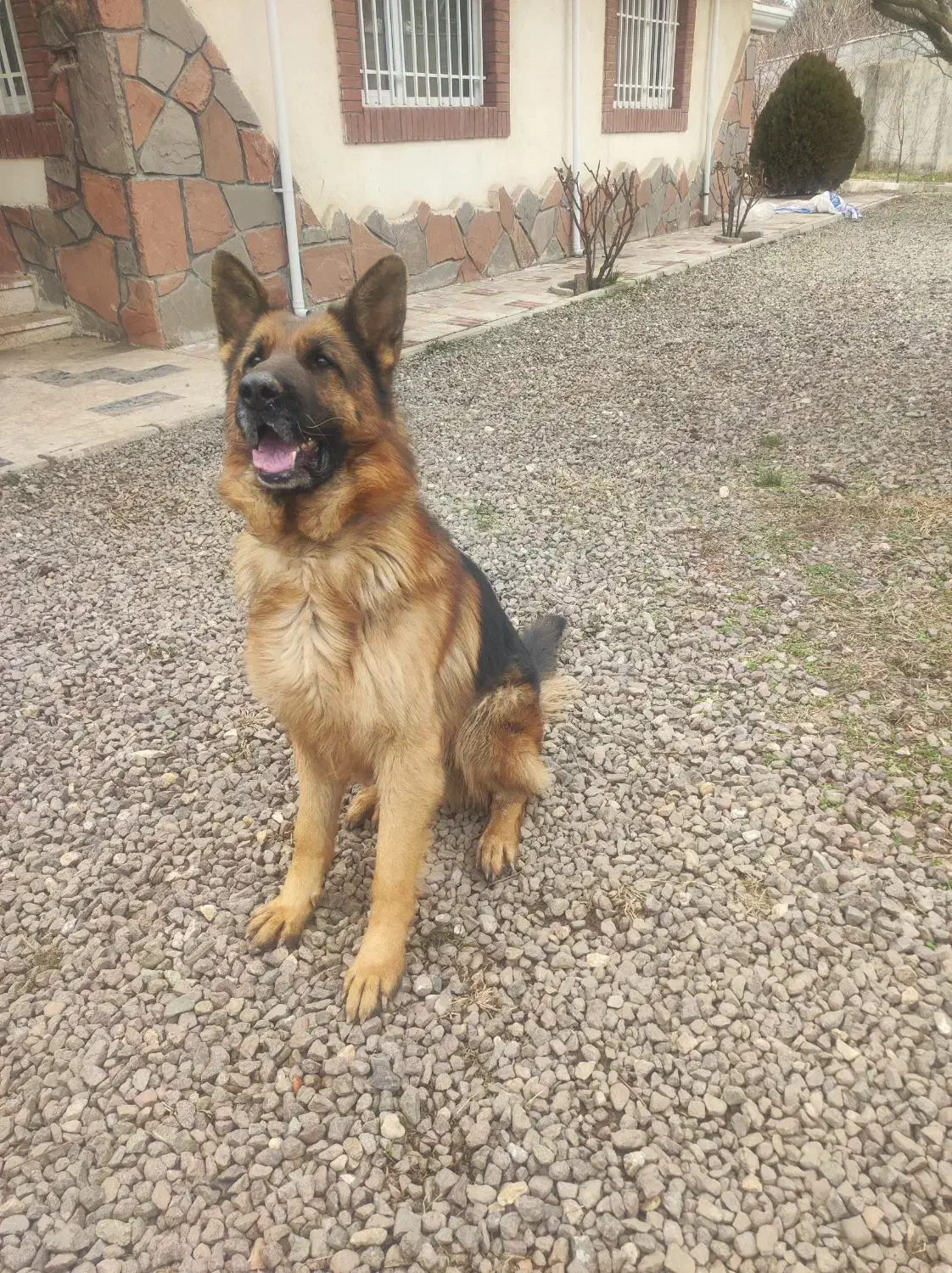 سگ ژرمن نر|سگ|قزوین, |دیوار