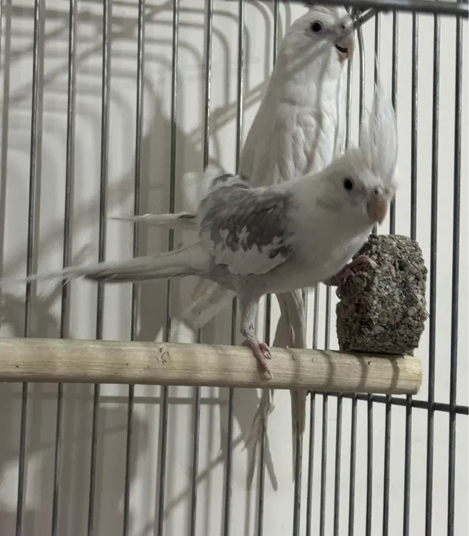 عروس هلندی آلبینو و دوکت|پرنده|رفسنجان, |دیوار