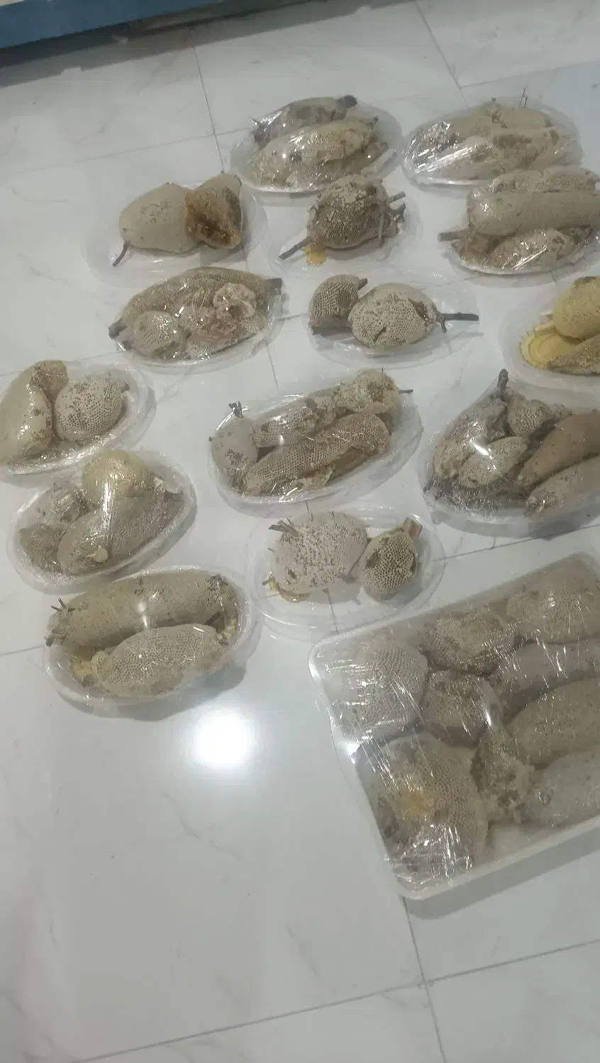 عسل کوهی وحشی ارسال به تمام نقاط کشور|خوردنی و آشامیدنی|فراشبند, |دیوار