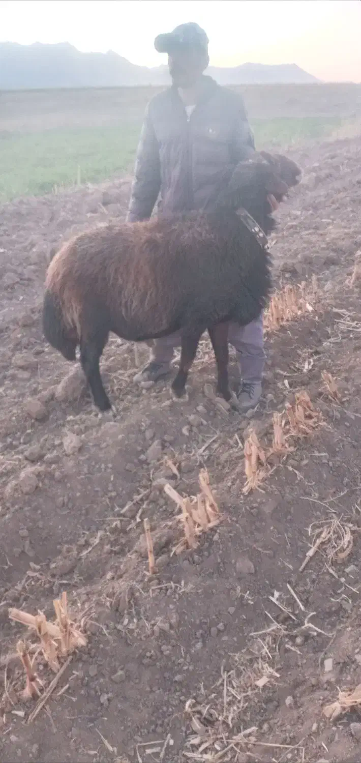 قوچ‌قزل‌افشار|حیوانات مزرعه|فریدونشهر, |دیوار