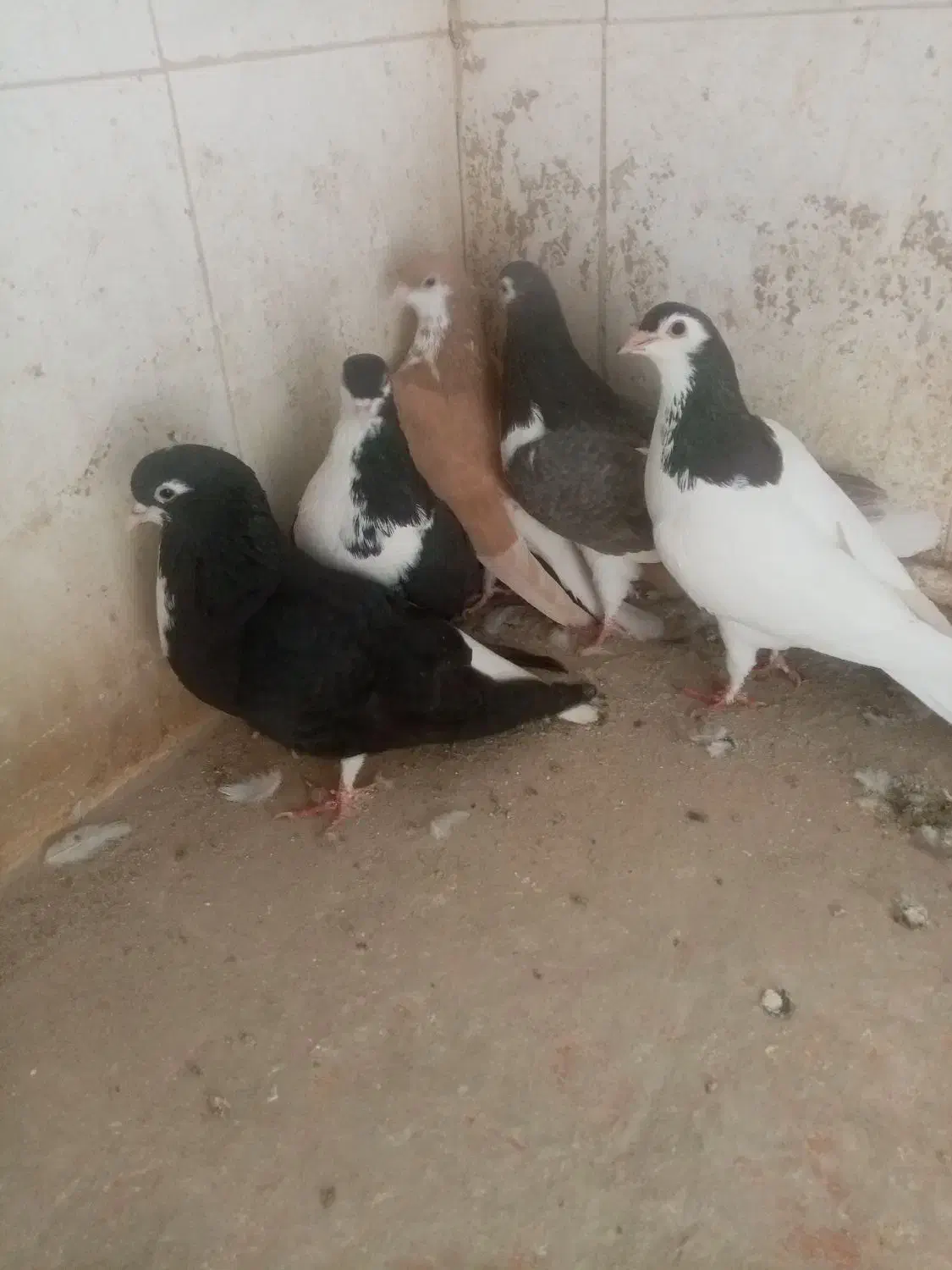 کجکله هفت رنگ|پرنده|نیشابور, ده حلاج|دیوار