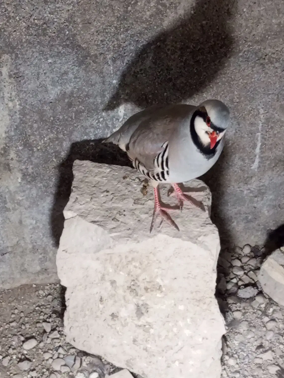 بلدرچین مادر اصلی|پرنده|بهبهان, |دیوار