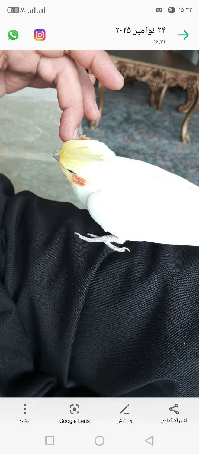 عروس هلندی نر رام|پرنده|جوانرود, |دیوار