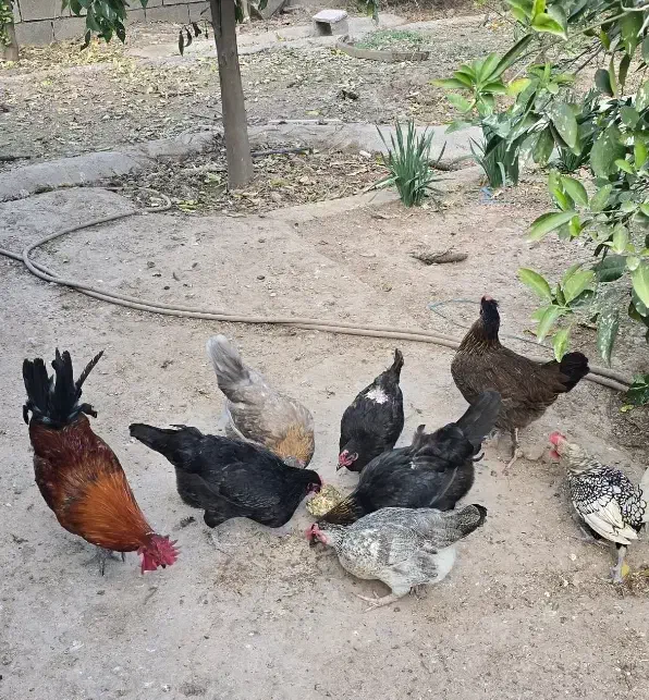 تخم مرغ نظفه دار گلین و محلی|حیوانات مزرعه|دزفول, |دیوار